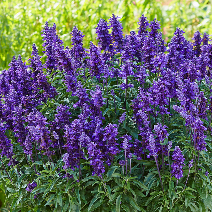 Farinacea Violet Seeds for Planting – Organic, Heirloom, Non-GMO Garden Seeds