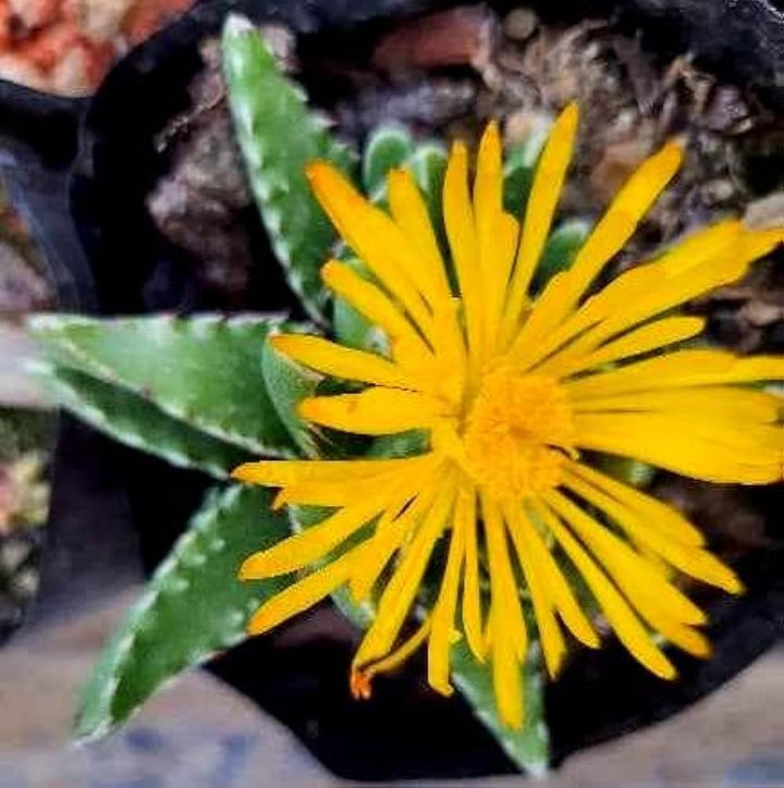 Yellow Faucaria Tigrina Plant Seeds for Planting - 100