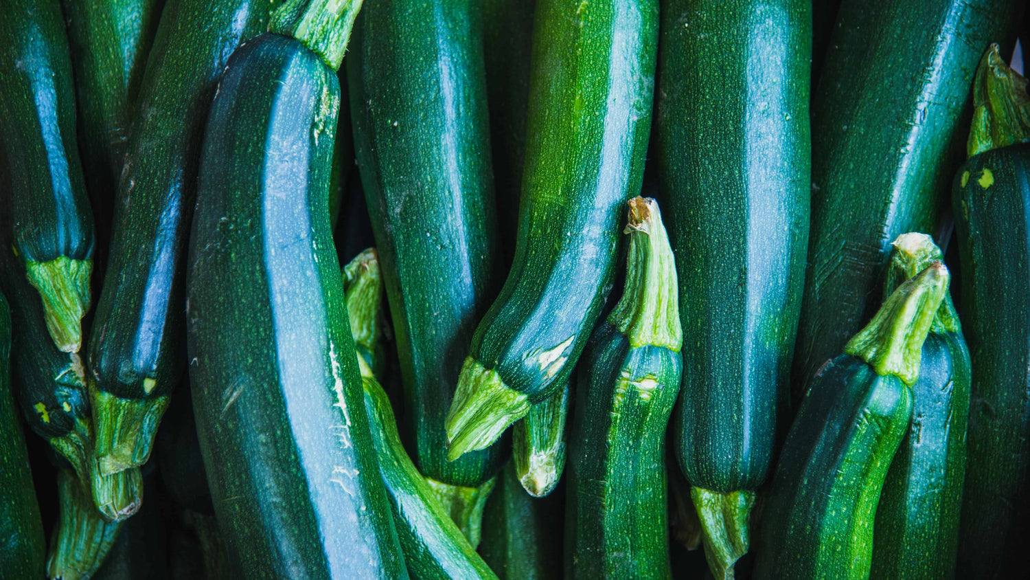 Spineless Beauty Squash Seeds Non-GMO High Germination Organic Garden Seeds