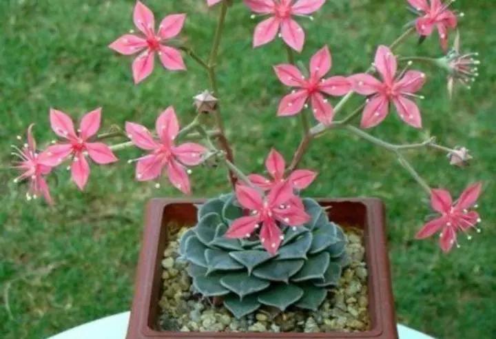 Graptopetalum Bellum Flower Seeds for Planting -Grow Vibrant Flowers at your Home Garden Dhara Seeds