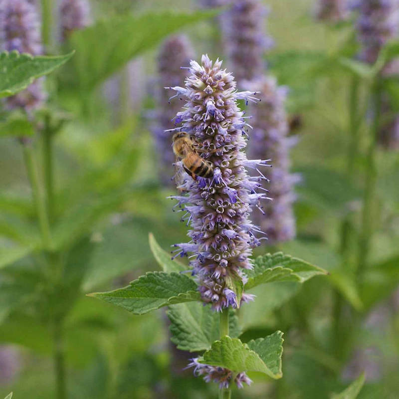 Agastache Giant Hyssop Seeds