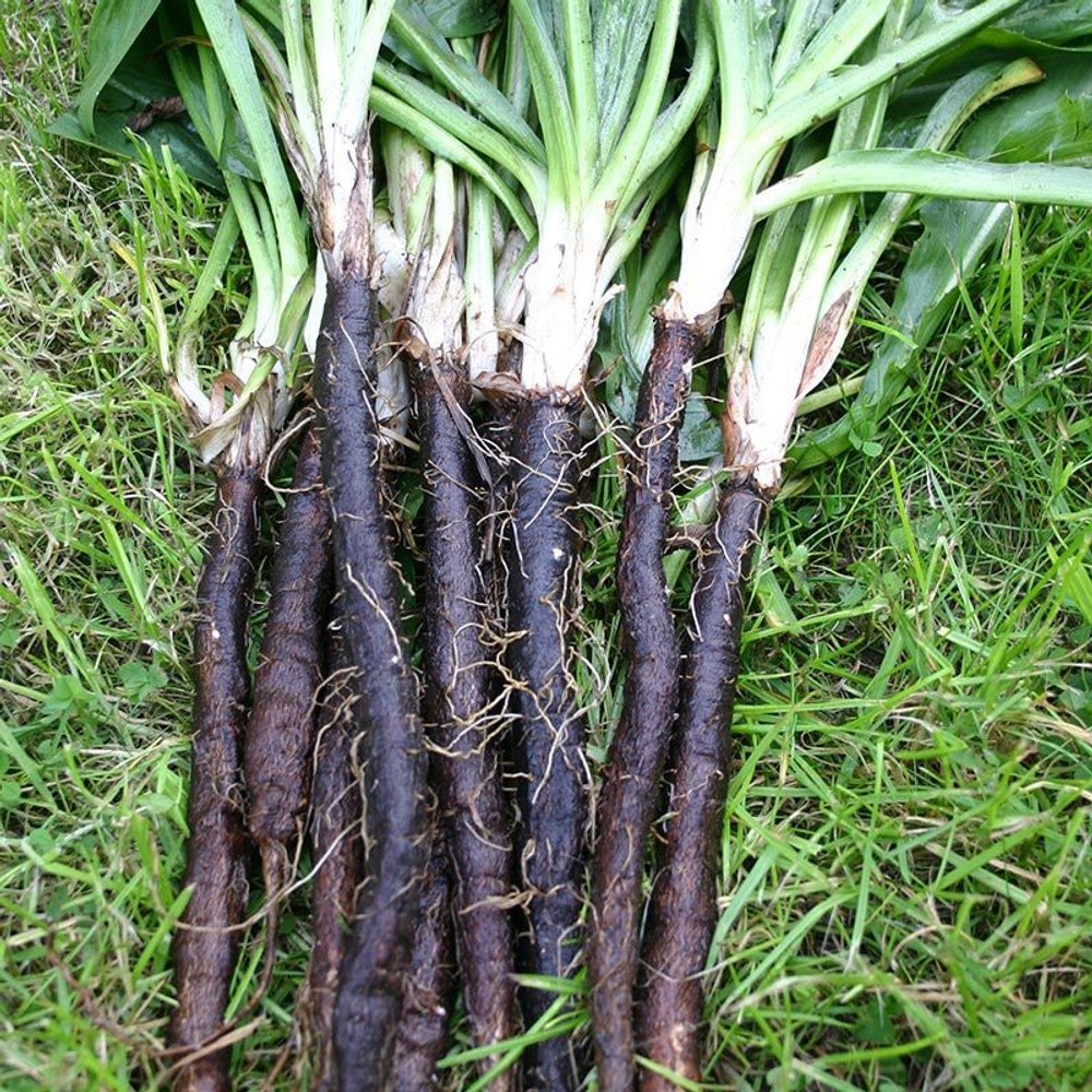 Black Salsify - Black Oyster Plant/Scorzonera