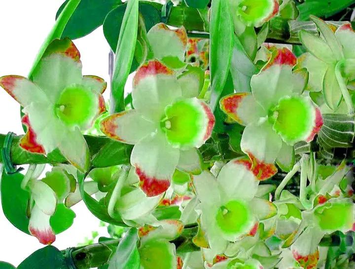 Green Phalaenopsis Orchid Flower Seeds, Heirloom, Non-GMO Seeds for Planting Dhara Seeds