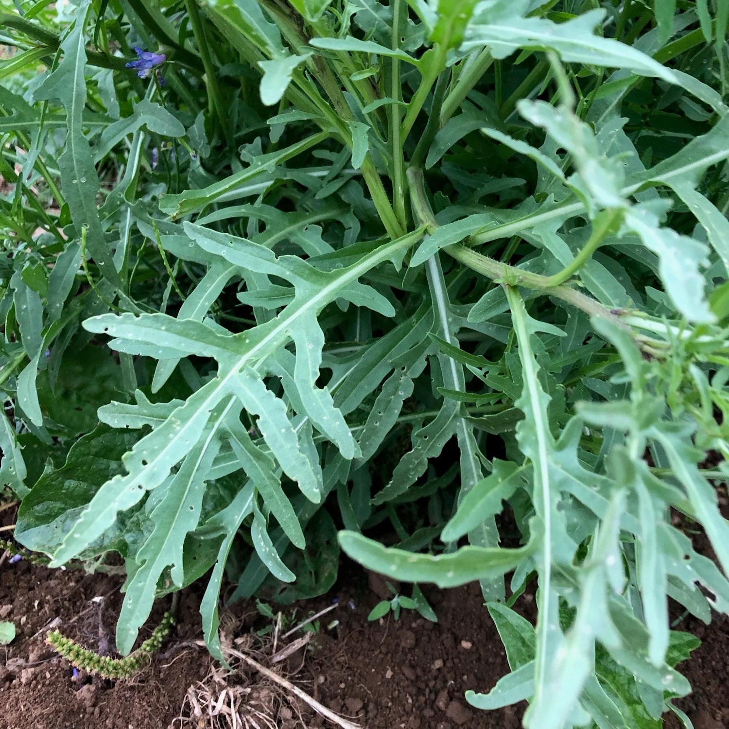 Sylvetta Wild Arugula Seeds