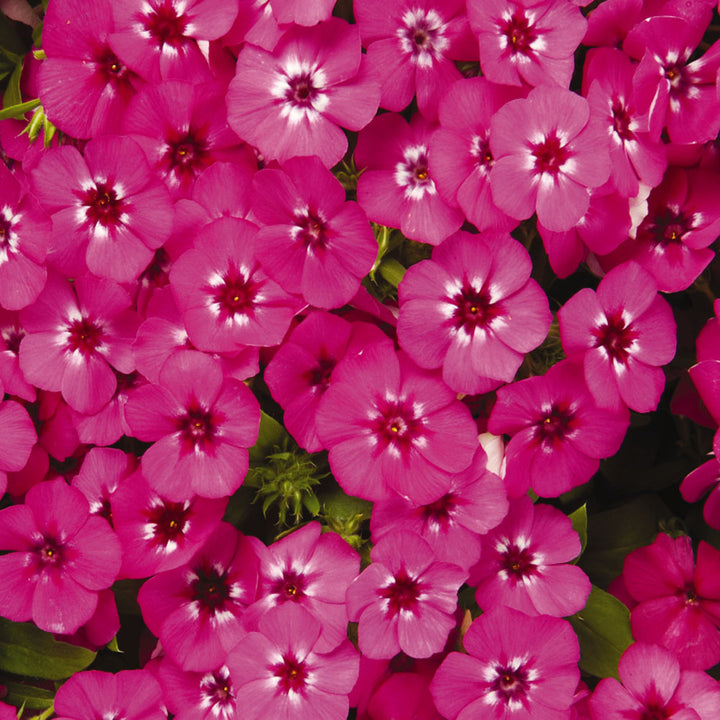 Drummondii Flower Seeds for Planting - 100