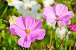 Pink Yellow Leucanthemum Seeds for Planting - NON GMO Seeds Dhara Seeds