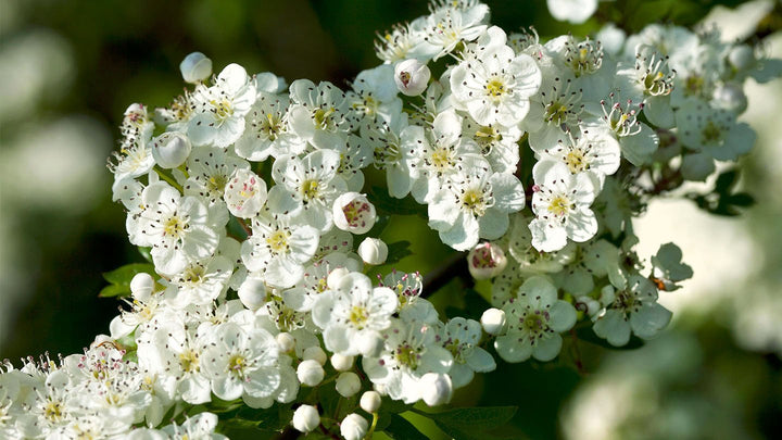 Monogyna Flower Seeds for Planting - 100