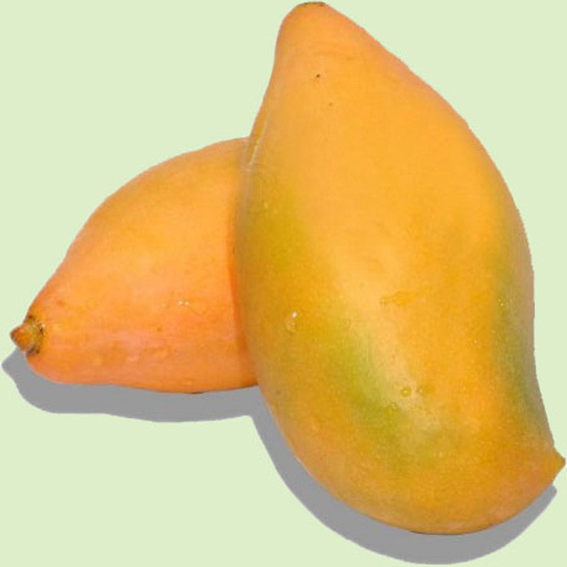 Totapuri Mango – Sweet, Juicy, and Refreshing Tropical Delight