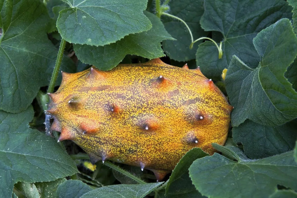 Horned Melon Fruit Seeds - Exotic and Unique Fruits to Add a Touch of Adventure