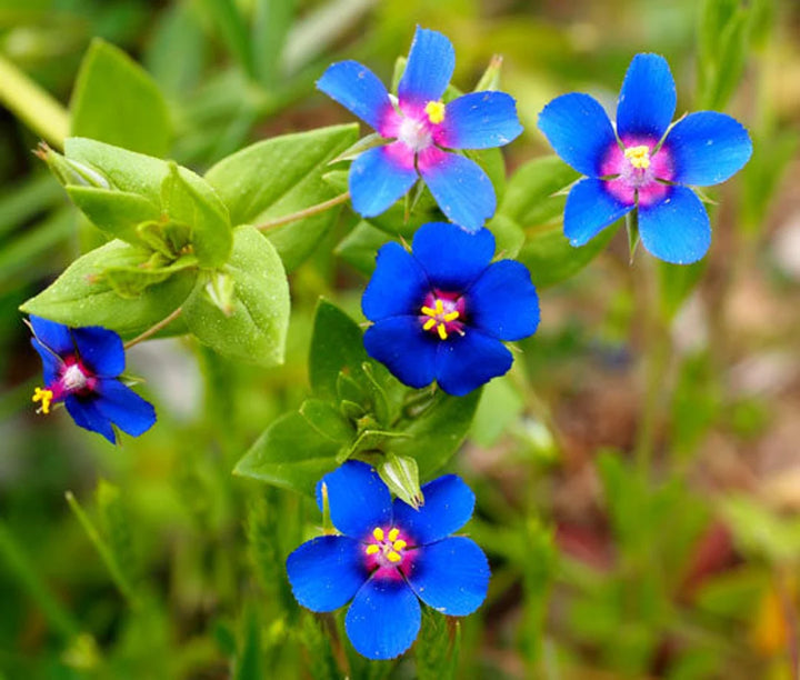 Organic Blue Pimpernel Anagallis Flower Seeds for Planting – Heirloom, Non-GMO