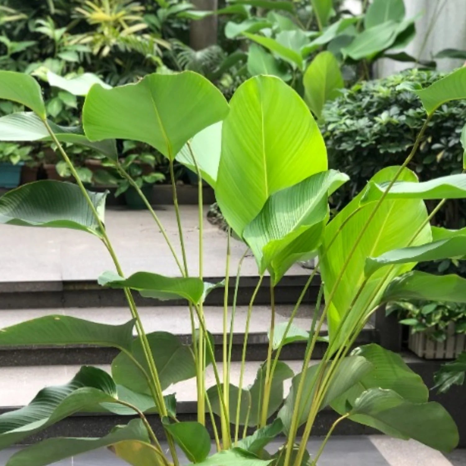 Cream Green Calathea Lutea Plant Seeds for Planting - Heirloom & Non-GMO Seeds