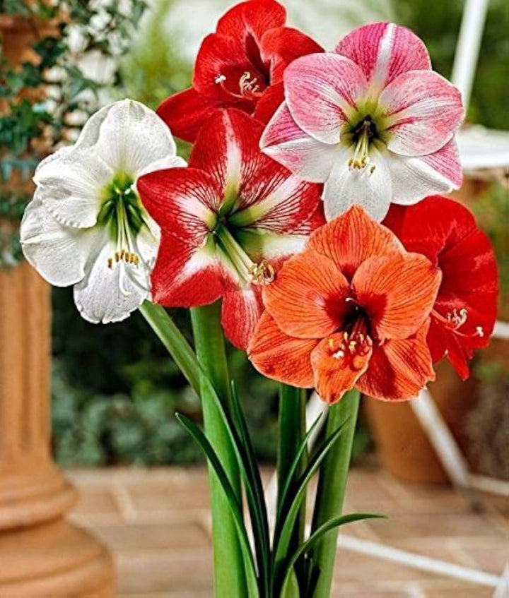 Mixed Amaryllis flower seeds – heirloom, non-GMO flower seeds for planting