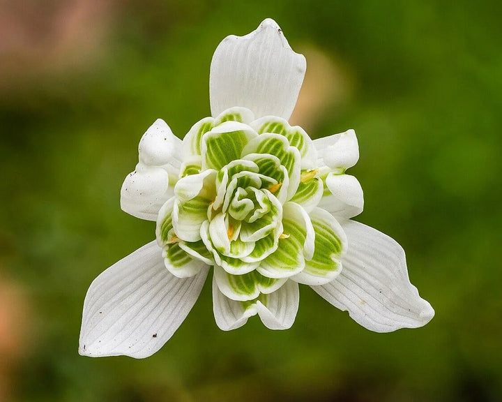 Rare Scented Snowdrops (Galanthus nivalis 'Flore Pleno') Flower Seeds for Planting