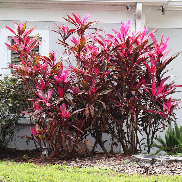 Cordyline Plant Seeds for Planting - 100