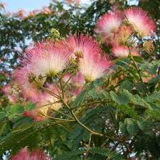 Purple Mimosa Flower Seeds for Planting - 100