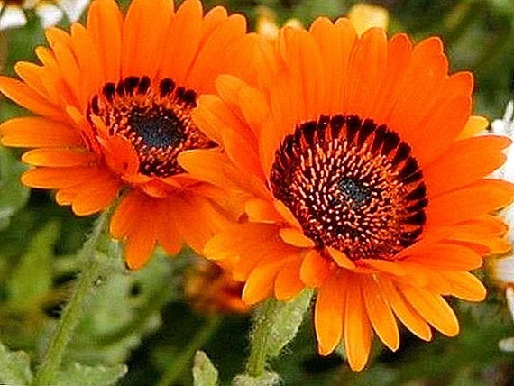 Orange Marguerite Flower Seeds for Planting - 100