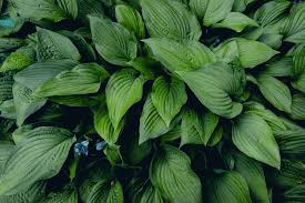 Heirloom Non-GMO Sea Green Hosta Plant Seeds for Planting