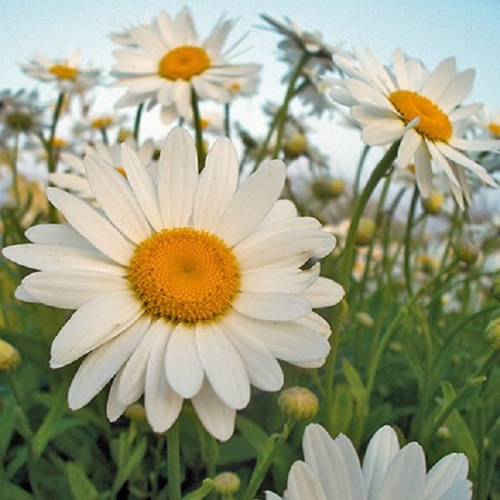 White Leucanthemum Flower Seeds for Planting - 100