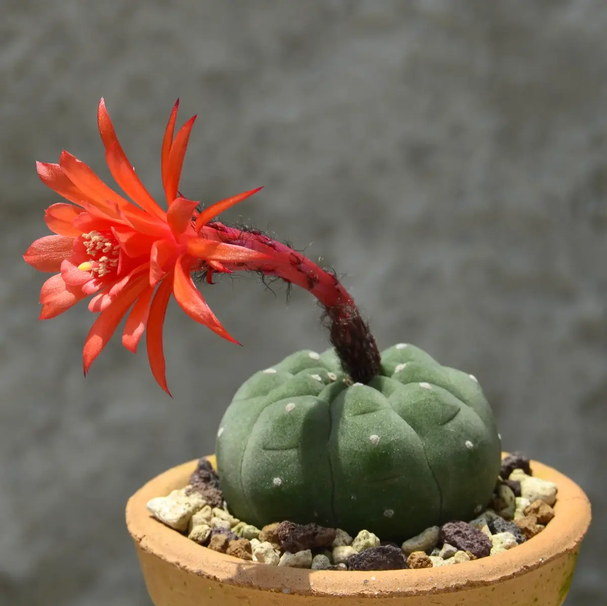 Red Matucana Plant Seeds for Planting - NON GMO Seeds Dhara Seeds