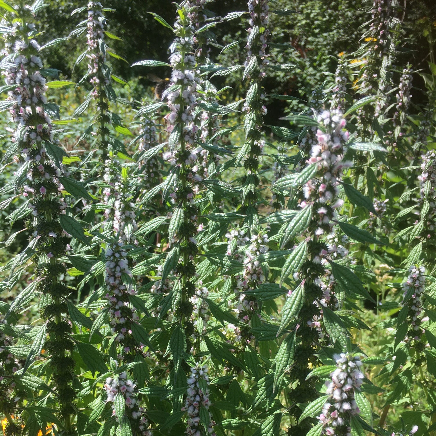 Motherwort - Leonurus cardiaca