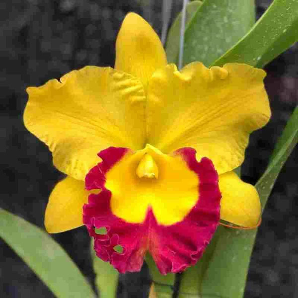 Yellow Red Cattleya Flower Seeds for Planting - 100