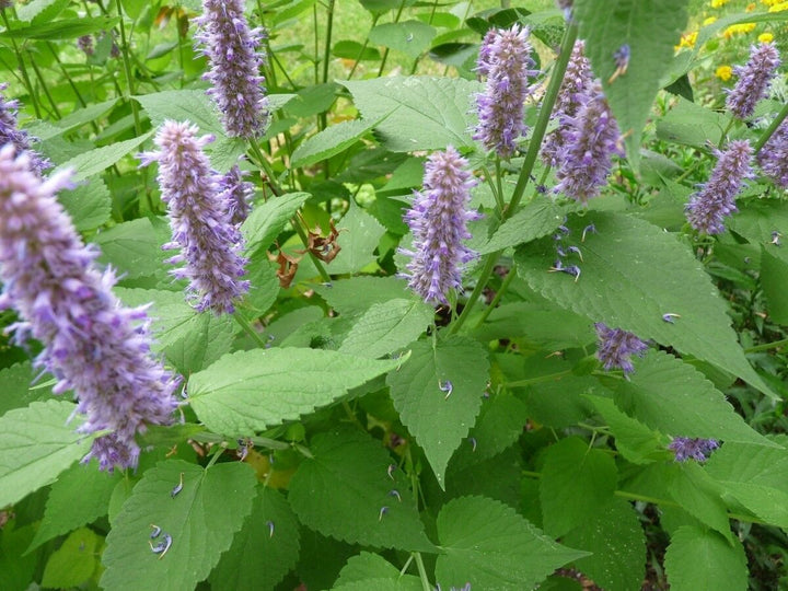 Agastache Rugosa Plant Seeds for Planting - 100