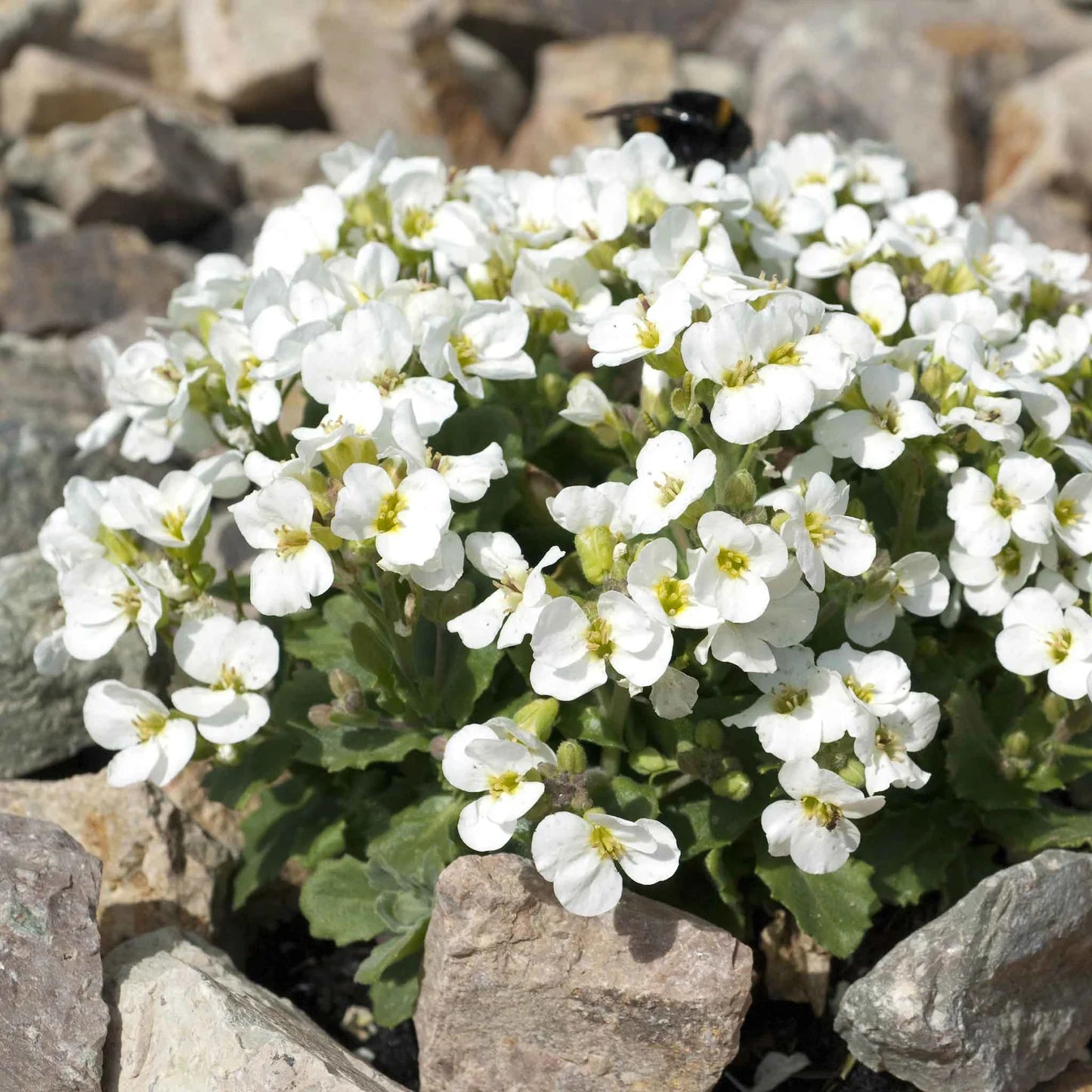 Rock Cress Seeds - Snow Peak