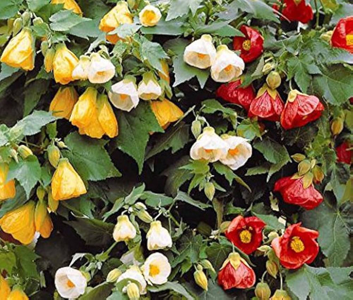 Abutilon Bella Flower Seeds for Planting, NON GMO Seeds