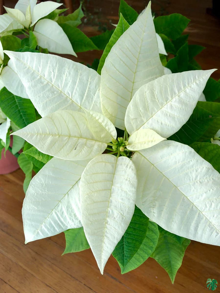 White Poinsettia Flower Seeds – Heirloom Non-GMO Festive Blooms for Garden and Pot Planting