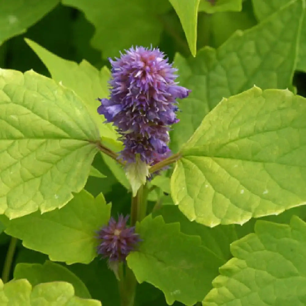 Agastache Golden Jubilee