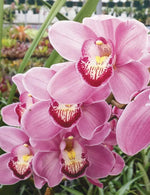Pink Cymbidium Orchid Seeds - Heirloom Non-GMO Planting Seeds Dhara Seeds