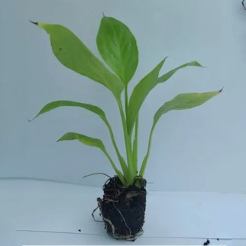 Green Spathiphyllum Plant Seeds for Planting - 100