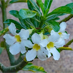 Organic Heirloom White Adenium Seeds – Non-GMO Desert Rose Succulent Seeds for Planting Dhara Seeds