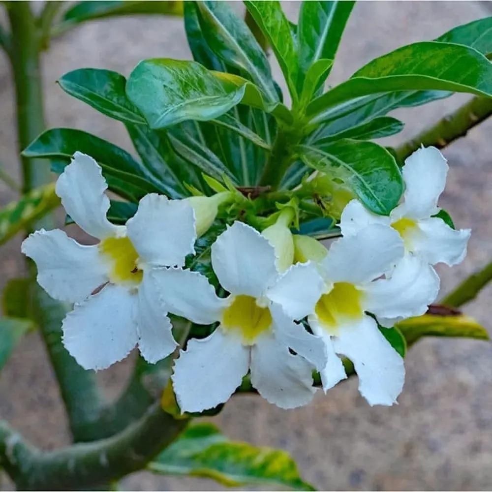 Organic Heirloom White Adenium Seeds – Non-GMO Desert Rose Succulent Seeds for Planting Dhara Seeds