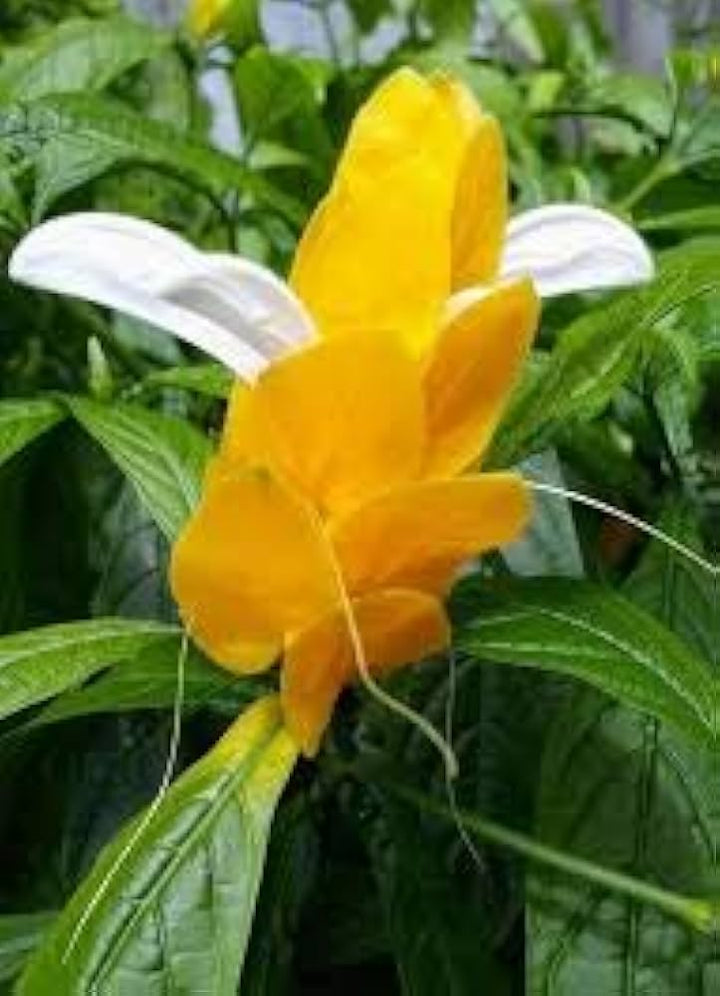White Yellow Pachystachys Flower Seeds for Planting - NON GMO Seeds