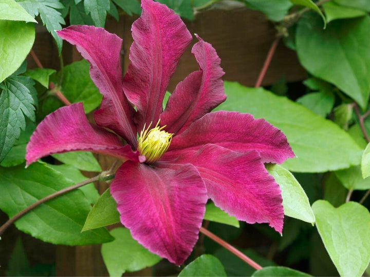 Heirloom Pink Yellow Clematis Flower Seeds – Non-GMO Climbing Garden Blooms for Planting