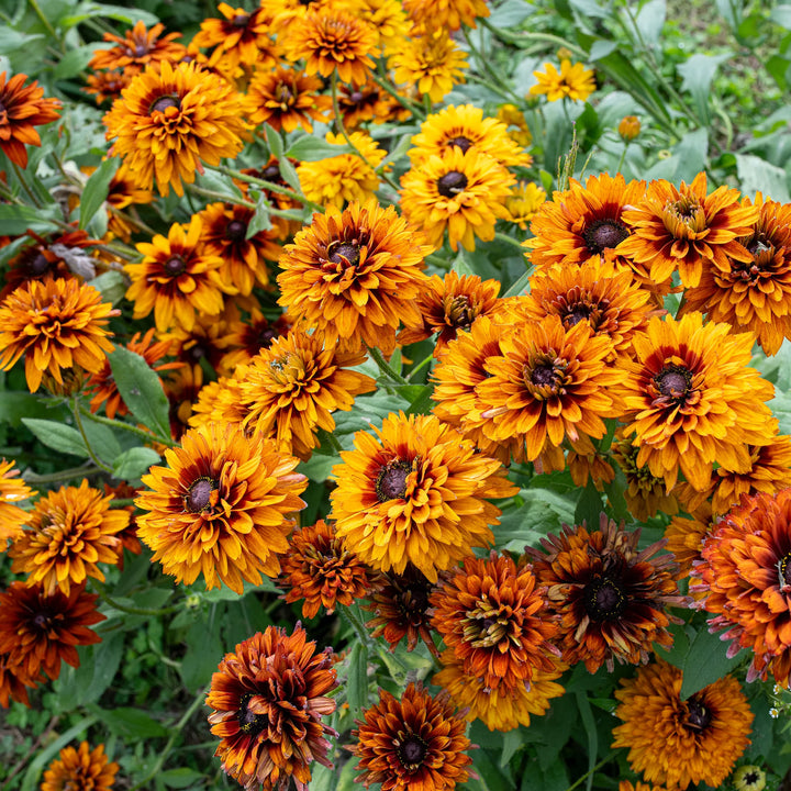 Orange Cherokee Flower Seeds for Planting, NON GMO Seeds