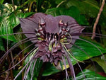 Black Tacca Chantrieri Plant Seeds – Heirloom Non-GMO Bat Flower Seeds for Exotic Tropical Gardens Dhara Seeds
