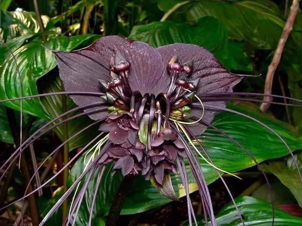 Black Tacca Chantrieri Plant Seeds – Heirloom Non-GMO Bat Flower Seeds for Exotic Tropical Gardens Dhara Seeds