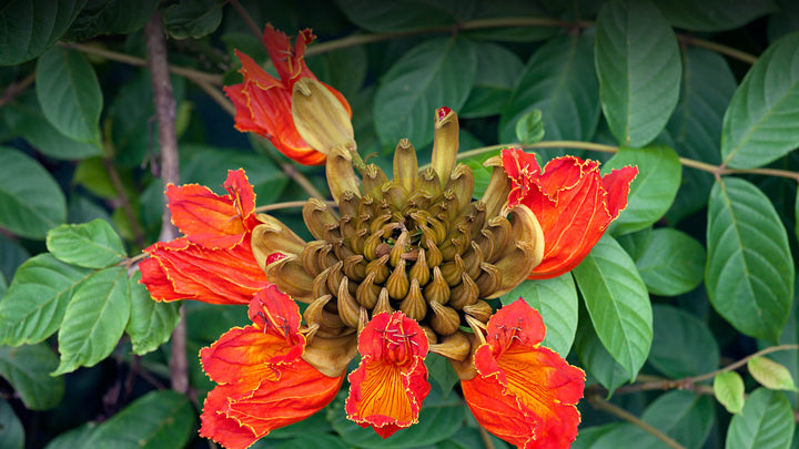 Heirloom Non-GMO Tulip Tree Flower Seeds for Planting – Rare Ornamental Flower Seeds