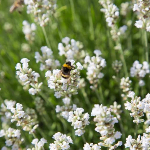 Non-GMO White Provence Lavender Flower Seeds for Planting – Garden Blooms
