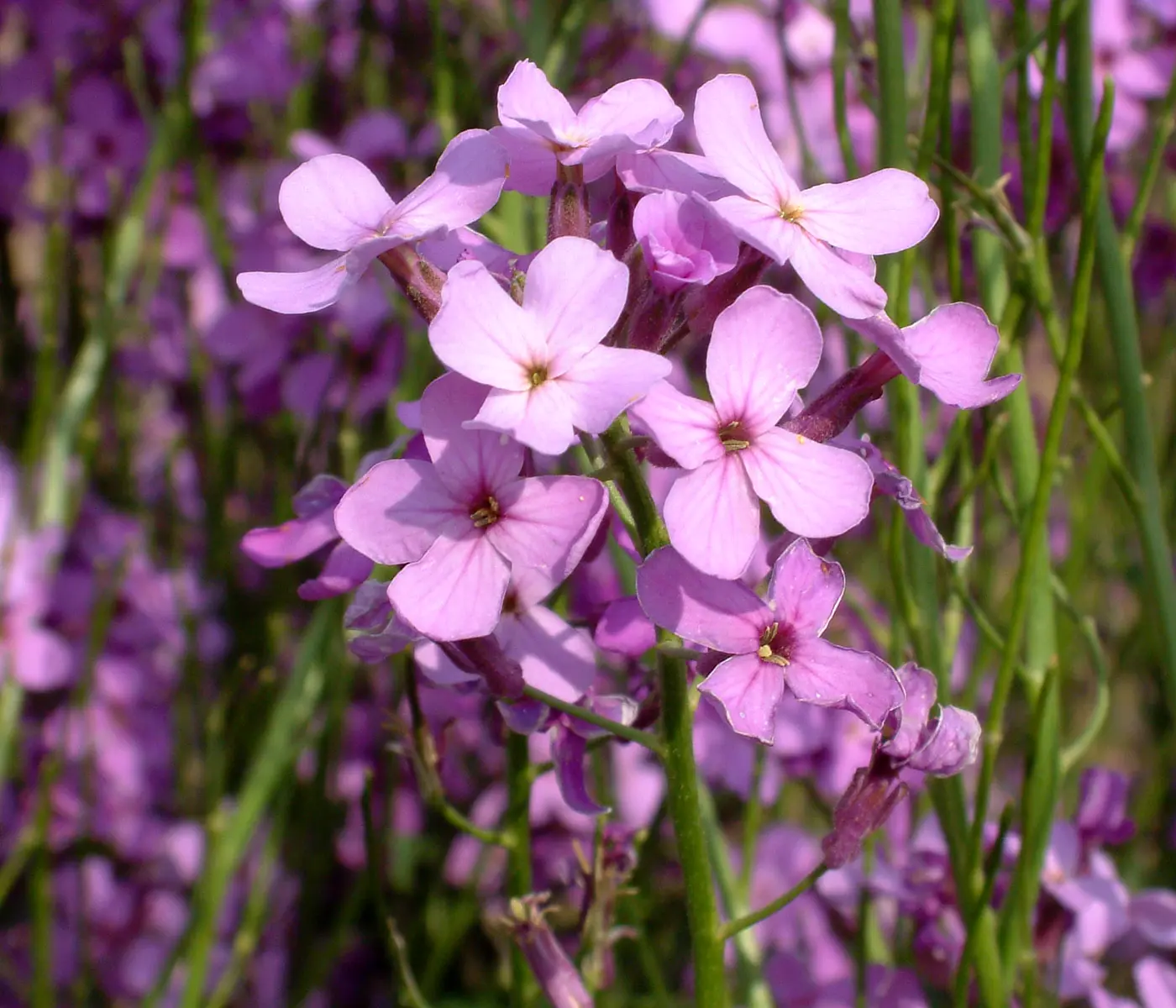 Hesperis Matronalis Flower Seeds for Planting - NON GMO Seeds Dhara Seeds