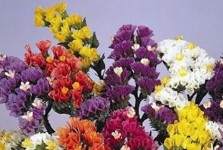 Herencia Flower Seeds for Planting, Fresh, NON GMO Seeds
