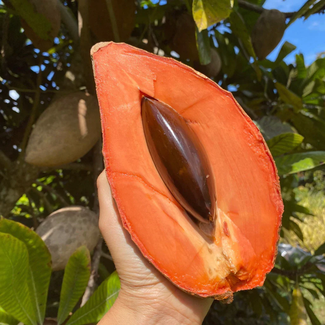 Mamey Sapote (Pouteria sapota) Seeds