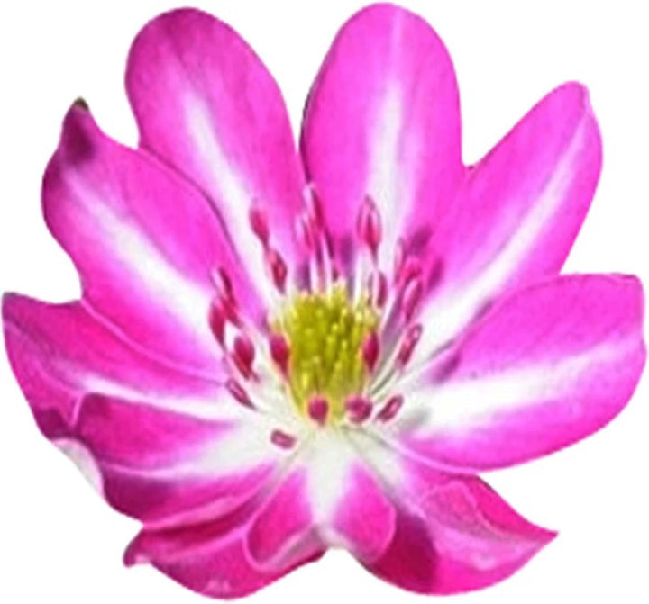 Pink White Nolilis Seeds for Planting, NON GMO Seeds