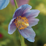Lingholm Flower Seeds for Planting - NON GMO Seeds Dhara Seeds