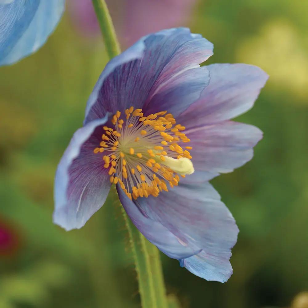 Lingholm Flower Seeds for Planting - NON GMO Seeds Dhara Seeds