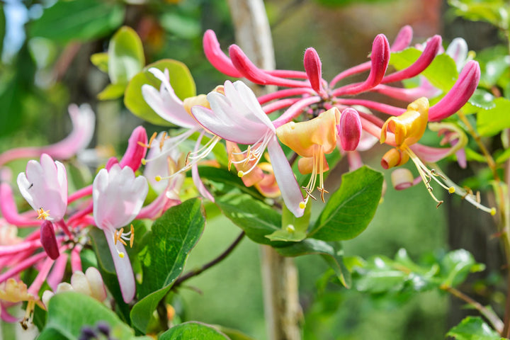 Heirloom Pink White Cape Honeysuckle Flower Seeds, Non-GMO Vibrant Blooms for Planting