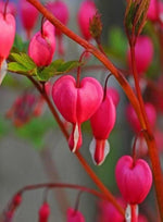 Pink Bleeding Hearts Flower Seeds for Planting - NON GMO Seeds Dhara Seeds