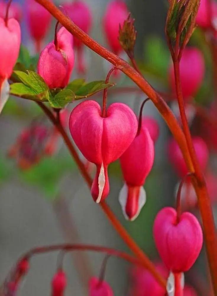 Pink Bleeding Hearts Flower Seeds for Planting - NON GMO Seeds Dhara Seeds